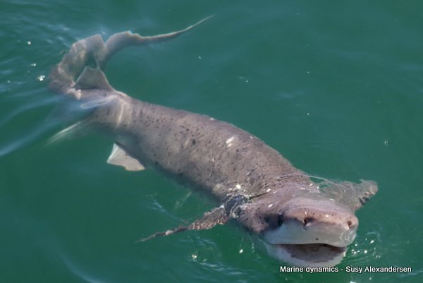 Broadnose sevengill shark, south africa